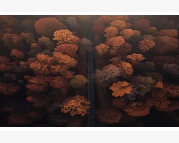 MT4买卖量并非真实成交这是跳动量_账户设置错误也会引发报价失效