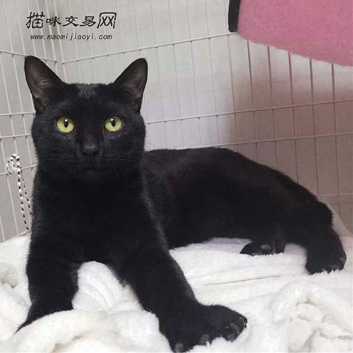 What do Bombay cats eat to grow well? Tips for raising Bombay cats