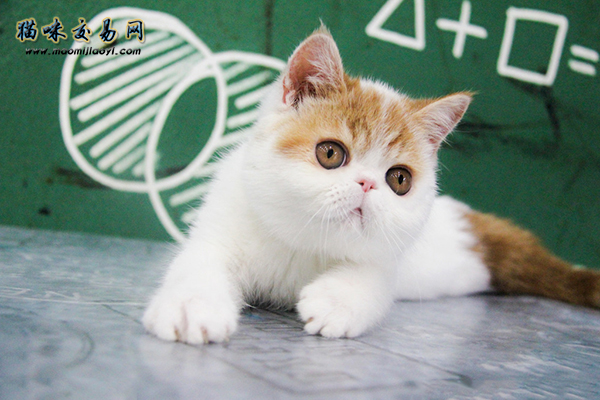 Tips for raising Bengal cats- The real price of Bengal leopard cats in Shanghai!