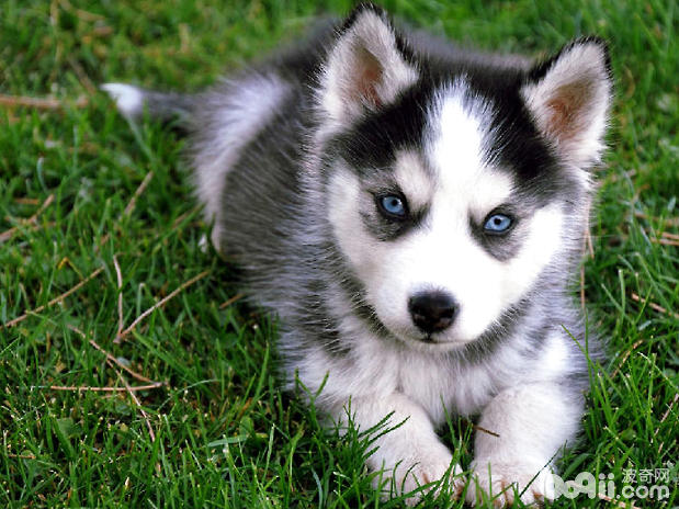Why not let huskies eat candy-