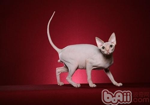 What cat doesn’t shed-
