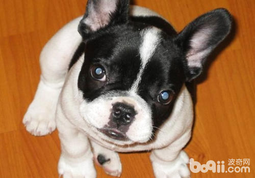 What are the easier-to-care-for small dogs-