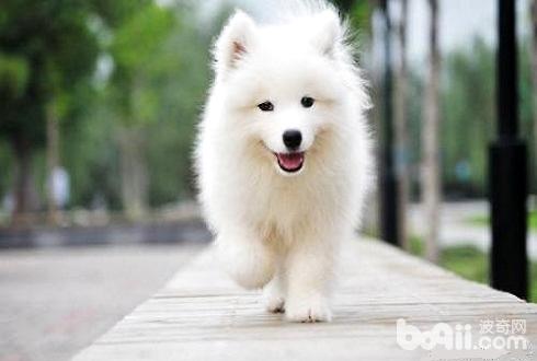 When does the Samoyed grow teeth? When does the Samoyed grow teeth?