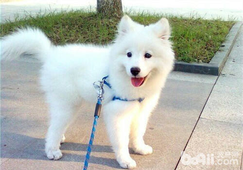Ingenious things about a dog
