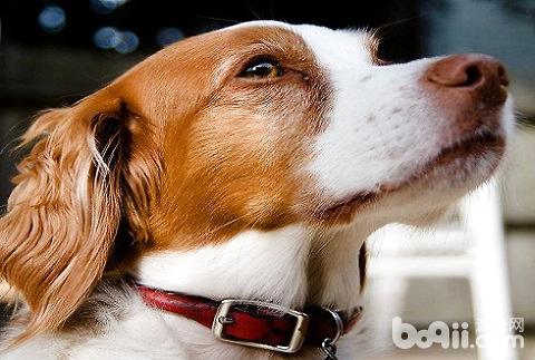 What do dogs do when they are home alone-