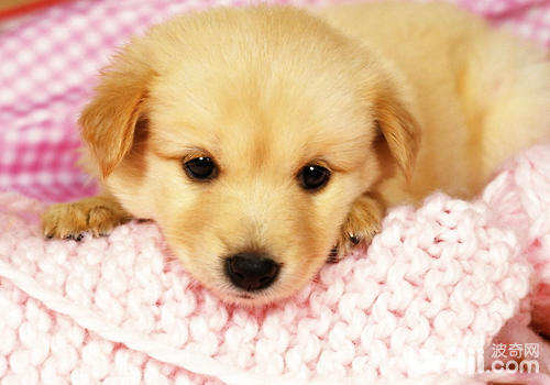 What safety issues should you pay attention to when raising a dog-