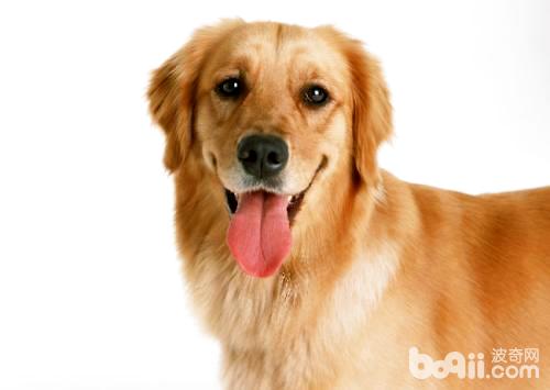 Golden Retriever.jpg