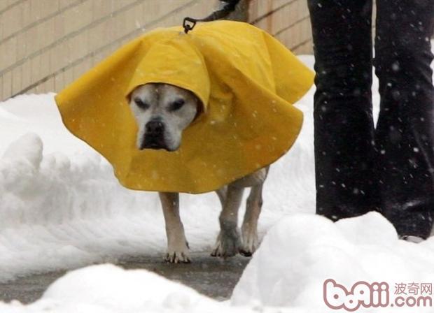 Vitamins that dogs need to supplement in winter