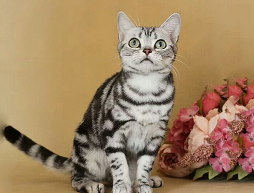 What are the feeding methods for American tabby cats?