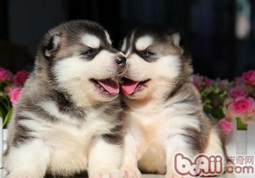 Dog error What to do if a dog licks anthelmintics by mistake