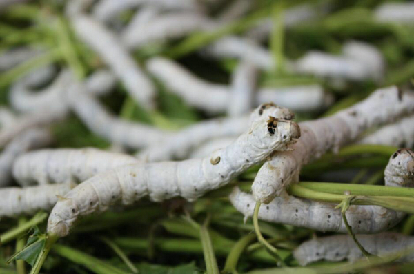 What do silkworms eat?