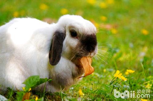 Rabbit(2).jpg