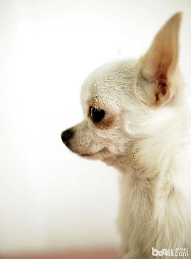 What to do if your pug has a fever_1