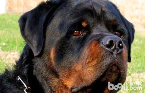 Hound Type Hound Type