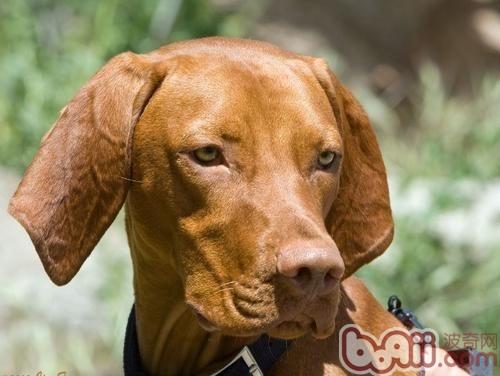 Vizsla dog breed profile