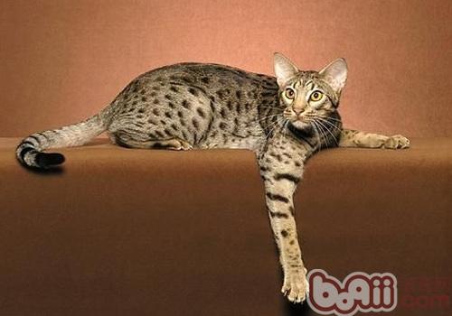 What are the morphological characteristics of Occi cats-