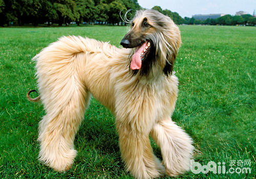 Why dogs are very excited when they see their owners coming home